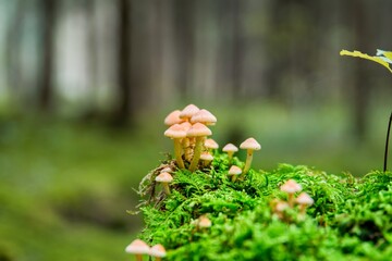 Nahaufnahme kleiner Pilze auf einem abgestorbenen Baumstumpf