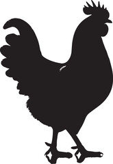 Chicken vector Shilhouette, Chicken vector shilhouette with white background. 