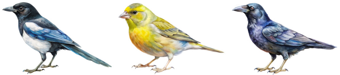 Colorful bird illustrations, realistic style, nature art, wildlife depiction, educational purpose, vibrant details.