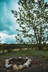 Serene Wilderness: Tranquil Forests, Breathtaking Skies, and the Beauty of Nature