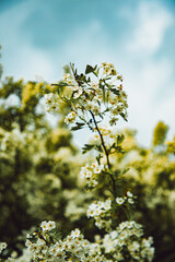 Serene Wilderness: Tranquil Forests, Breathtaking Skies, and the Beauty of Nature