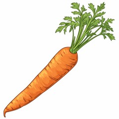 Fresh Orange Carrot with Green Tops Healthy Vegetable Illustration Vibrant Farm Produce