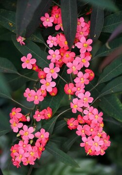 Beautiful tiny pink and yellow flowers of Scarlet-Plume Marielle, with scientific name Euphorbia fulgens