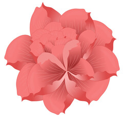 pink hibiscus flower isolated