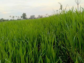 rice field in thailand