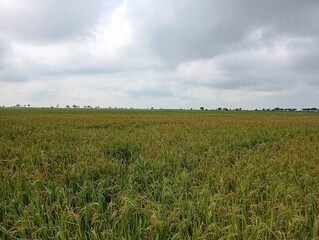 green field and blue sky