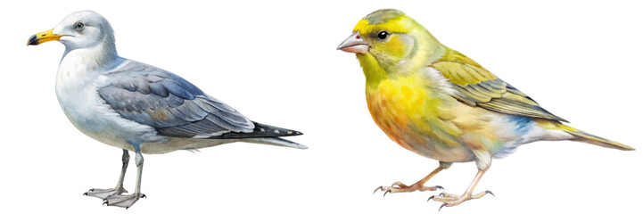 Detailed bird illustrations, colorful canary, realistic seagull, nature artwork, wildlife depiction, educational purposes.