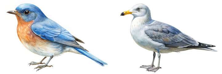 Colorful watercolor birds, bluebird and seagull, nature illustration, detailed wildlife art, vibrant animal depiction.