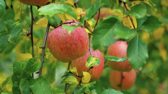 Apple orchard. Rainy Day. The apple variety is Fuji. リンゴ農園。雨の日。りんごの品種はふじ。	

