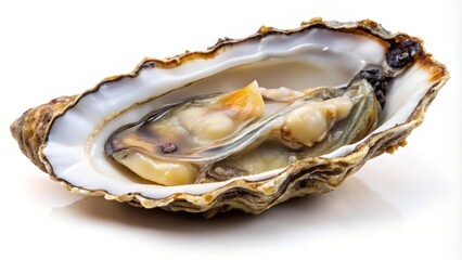 Single Oyster on White Background