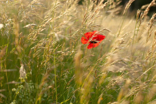 Einzelne rote Mohnblume im hohen Gras auf Wiese