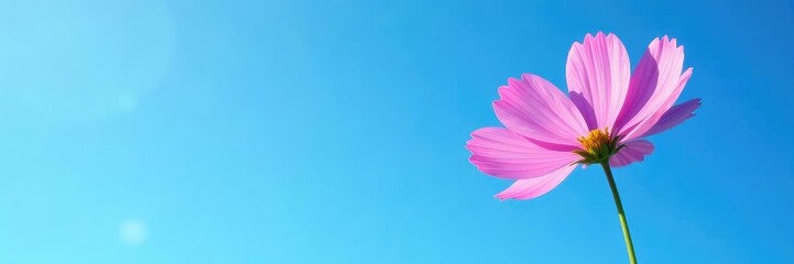 A single pink cosmos flower against a bright blue sky, solitary, colorful, flower