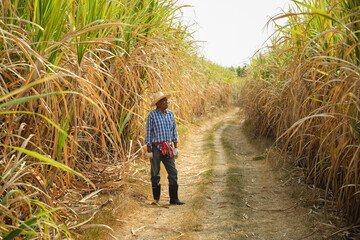 Elderly farmer in sugar cane field, workers harvesting sugarcane plantation in the harvest season.
