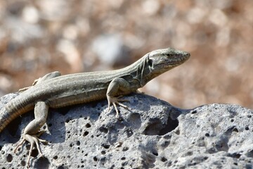 LAGARTO