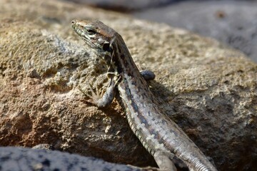 LAGARTO