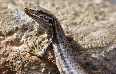 LAGARTO