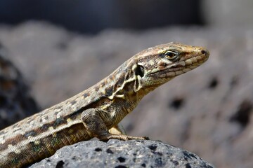 LAGARTO