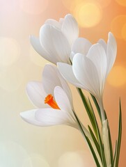 white crocus flowers on bright background with a spring time vibe