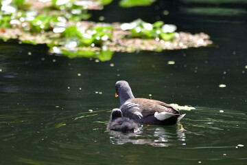 GALLINETA COMÚN CON SU CRÍA