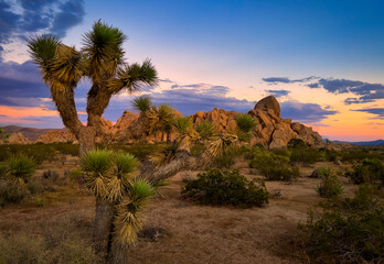 The Joshua Tree National Park colors textures and shapes.

