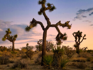 The Joshua Tree National Park colors textures and shapes.
