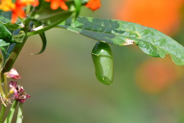 CRISÁLIDA DE MARIPOSA MONARCA
