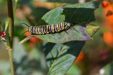 ORUGA DE MARIPOSA MONARCA