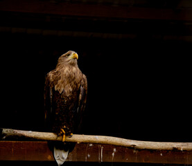 Golden eagle on a branch