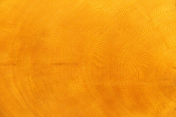 huon pine wood closeup with growth rings