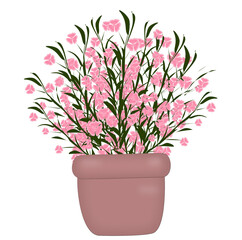 flower in pot