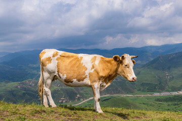 Cows in the high plains	