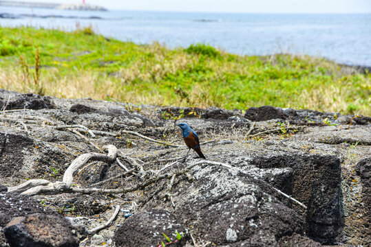 blue brid