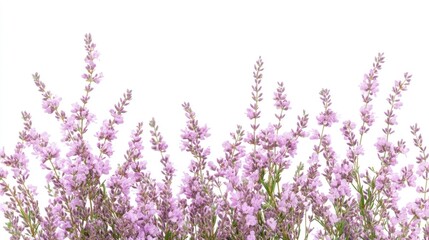 Naklejka premium Pink flowers border, white background, floral design, website banner