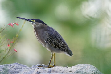 Green-backed bittern or little bittern (Butorides striata) Ardeidae family.
Fortaleza Ceará, Brazil.

