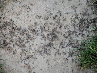 A large colony of black ants swarming over dry, cracked soil near patches of grass. The insects move chaotically, creating a fascinating display of teamwork and survival in nature.