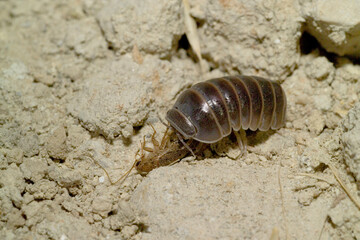 Common Pill Woodlouse; Armadillidium vulgare Woodpig, Armadillo vulgare, Oniscus, Porto Conte, SS, Sardinia, Italy