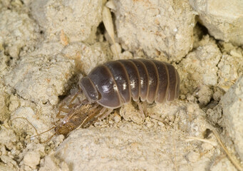 Common Pill Woodlouse; Armadillidium vulgare Woodpig, Armadillo vulgare, Oniscus, Porto Conte, SS,...