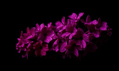 Lilac flowers in striking red and magenta hues, with a bold and dramatic contrast against a dark moody background, highlighting intricate petal details