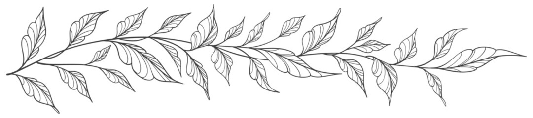 Line art floral botanical on transparent background vector. floral, leaves, foliage, branches in hand drawn. Floral element design