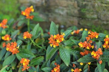 Vibrant Orange and Yellow Flowers with Lush Green Leaves