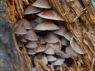 A group of small mushrooms (Mycena galericulata) with brown caps. Growing inside a rotting tree stump