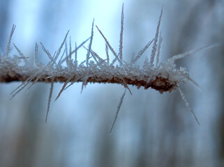 Frozen ice crystals in the shape of arrows on a brown twig