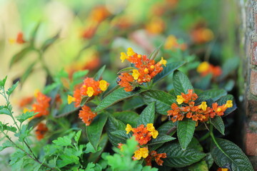 Vibrant Orange and Yellow Flowers Blooming Against Green Foliage