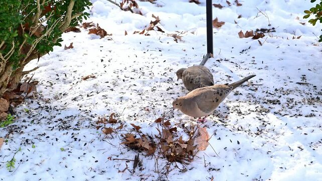 The mourning dove Zenaida macroura, birds foraging among leaves in forest in suburban New Jersey, USA