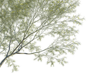 Parkinsonia aculeata tree corner 4k png cutout transparent background