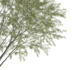 Parkinsonia aculeata tree corner 4k png cutout transparent background