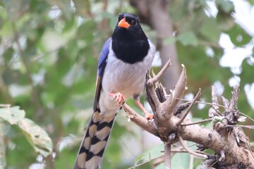 Red bill magpie on tree