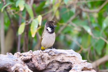 Bulbul in Hills