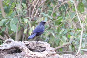 Blue thrush in Jungle