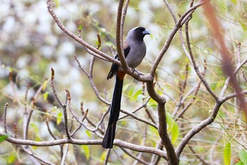 Treepie in the Jungle